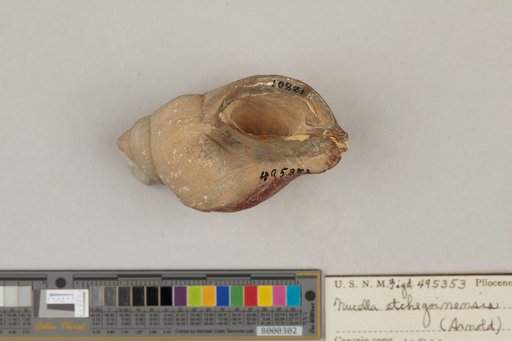Nucella etchegoinensis (Arnold)