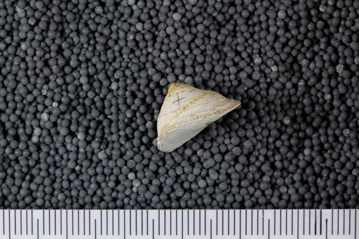 Calyptraea cf. filosa (Gabb)