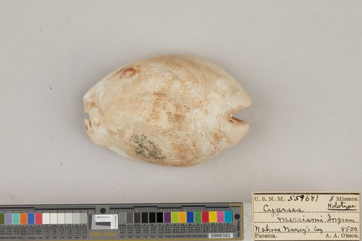 Cypraea merriami Ingram, 1939