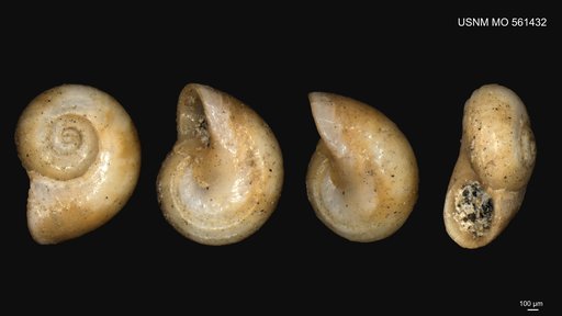 Teinostoma (Pseudorotella) stemonium Woodring