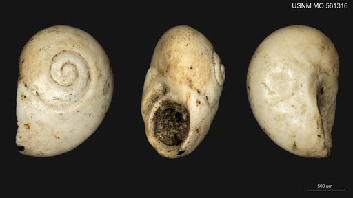 Teinostoma (Diaerecallus) sychnum Woodring