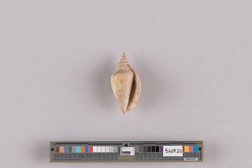 Strombus (Labiostrombus) cf. japonicus Reeve