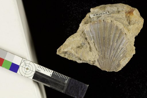 Leptopecten ? sp Addicott