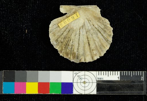 Leptopecten andersoni (Arnold)