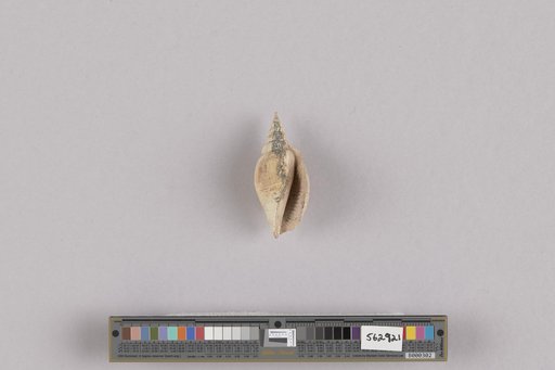 Strombus (Labiostrombus) cf. japonicus Reeve