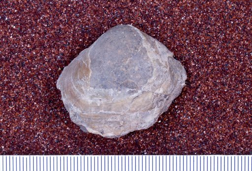Trinitasia aff. sanctiandreae (Maury)