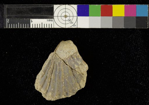 Leptopecten ? sp Addicott