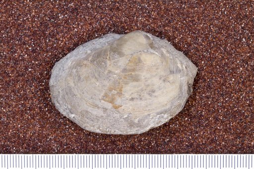 Trinitasia aff. sanctiandreae (Maury)