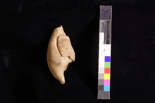 Calyptraphorus jacksoni Clark