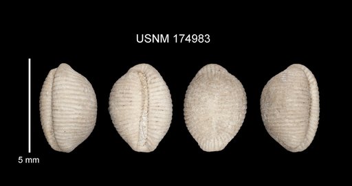 Trivia (Trivirostra) oryza (Lamarck)