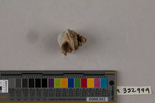 Calliostoma peralveatum (Conrad, 1841)