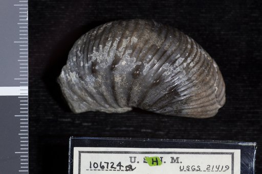 Desmoscaphites erdmanni Cobban