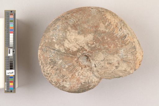 Cymatoceras loeblichi Miller & Harris