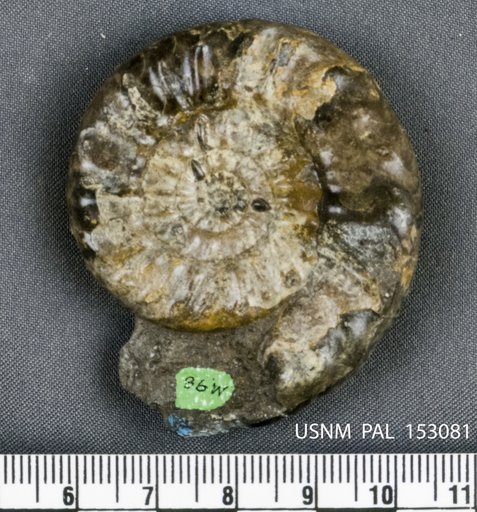 Tirolites astakhovi Kummel