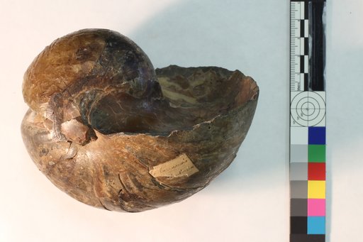 Nautilus dekayi var. montanaensis Meek