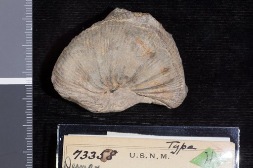 Desmoscaphites bassleri Reeside