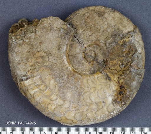 Meekoceras evansi Smith