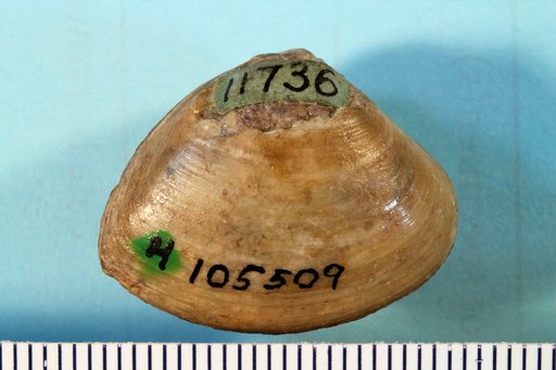 Priscomactra cymba Stephenson