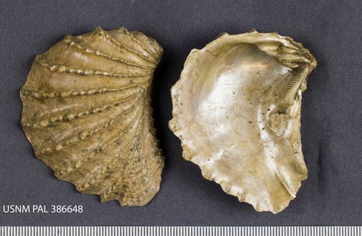 Pterotrigonia thoracica