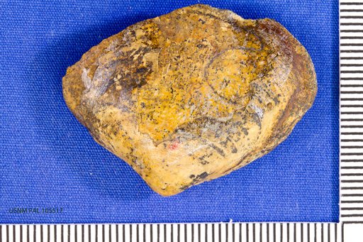 Aliomactra compressa Stephenson
