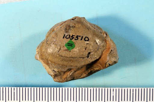 Priscomactra cymba Stephenson