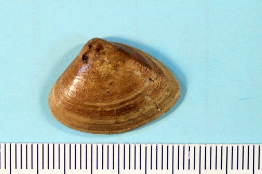 Priscomactra cymba Stephenson