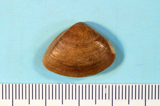 Priscomactra cymba Stephenson