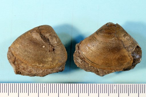 Priscomactra cymba Stephenson