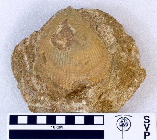 Lima (Costellacesta) riddlei Kauffman