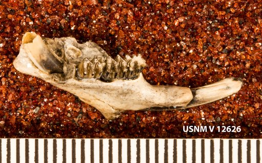Ondatra idahoensis minor Wilson, 1933