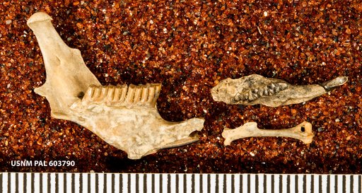Mimomys (Cosomys) primus (Wilson)