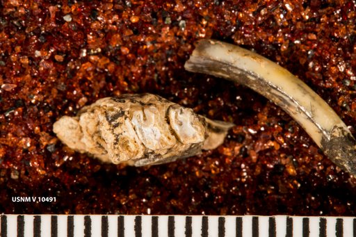Citellus cochisei Gidley