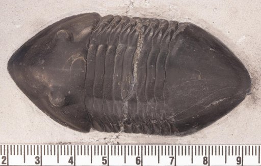 Isotelus gigas Dekay, 1824