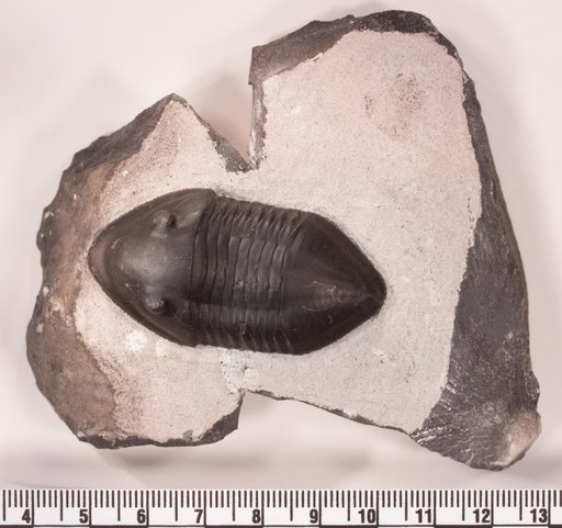 Isotelus gigas Dekay, 1824
