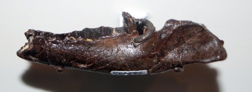 Didelphodon vorax Marsh