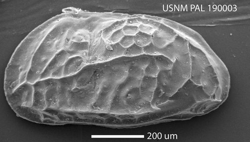 Cythere bispinosa Brady, 1868