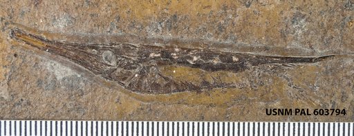 Aeoliscus heinrichi