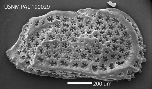 Trachyleberidea sp. Benson