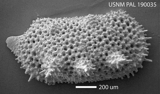 Bythoceratina sp