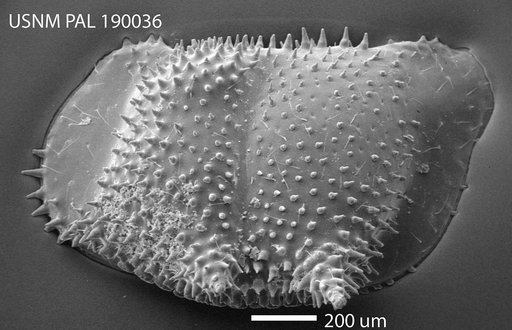 Bythoceratina sp