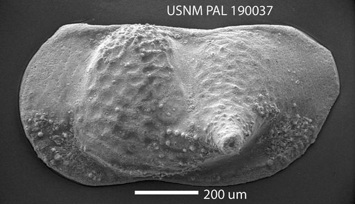 Bythocytheromorpha sp.