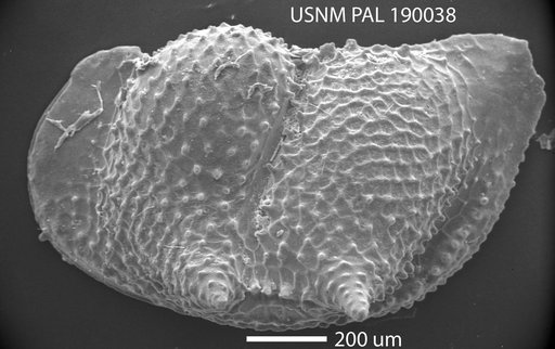 Bythoceratina sp