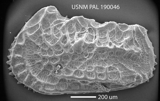 Abyssocythere sp.