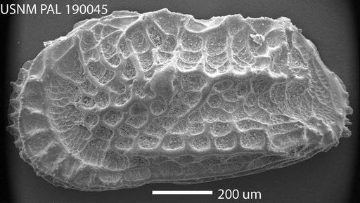 Abyssocythere sp.
