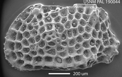 Pokornyella sp