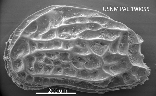 Mutilus (Mutilus) palosensis (Leroy, 1943)