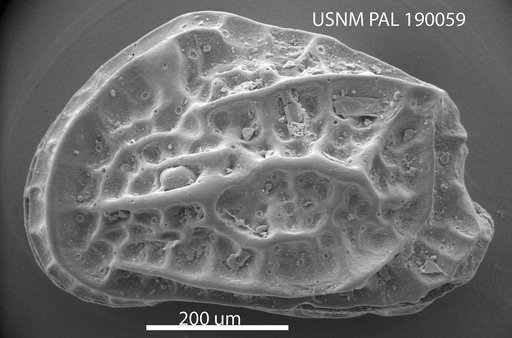 Jugosocythereis sp