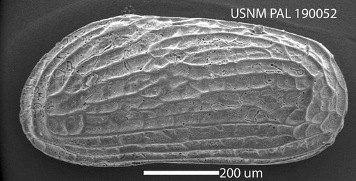 Moosella striata Hartmann, 1964