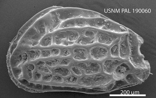 Mutilus (Mutilus) palosensis (Leroy, 1943)