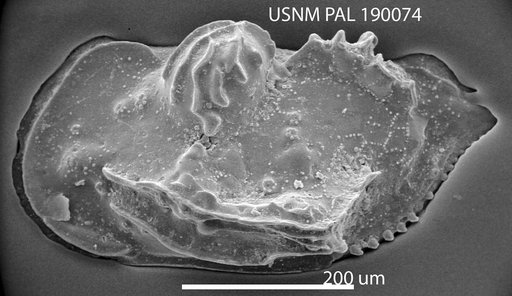 Bythoceratina sp b